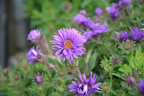 Aster 'Grape Crush' 1G