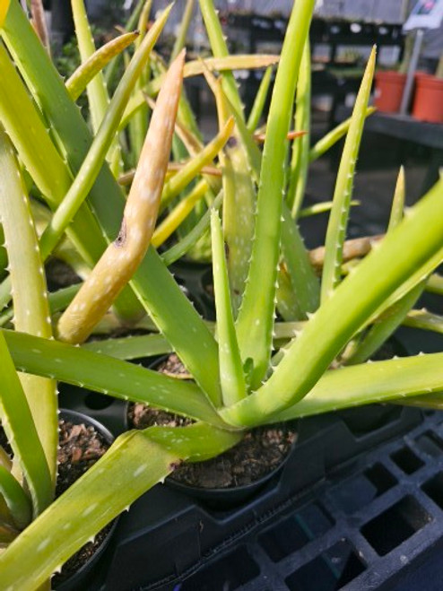 Aloe 'Vera' 6in