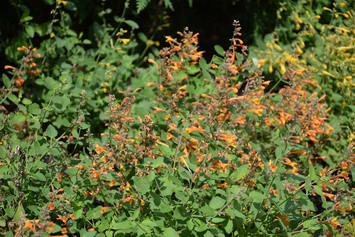 Agastache 'Arizona SandstoneQT