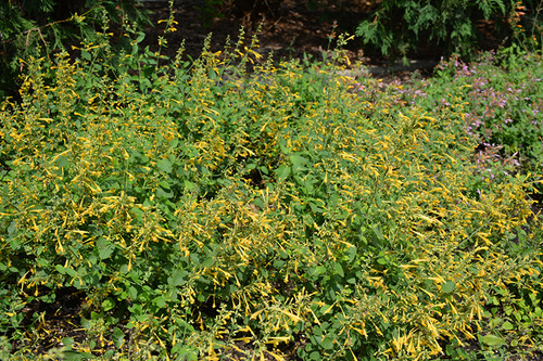 Agastache 'Arizona Sun' QT