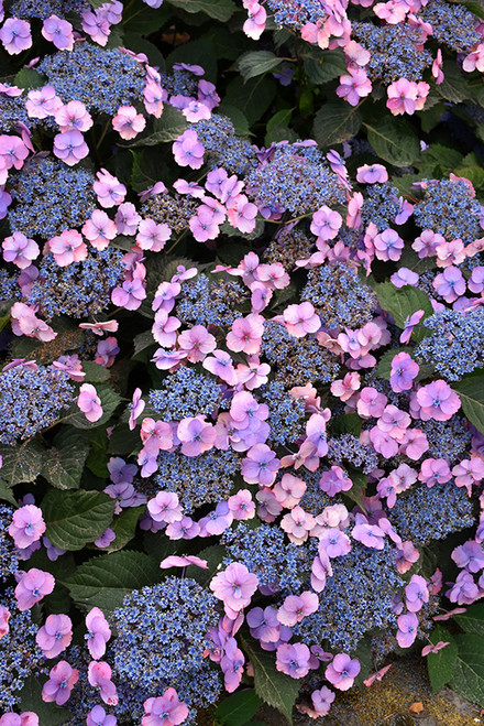 Hydrangea s. 'Tuff Stuff' 2GPW