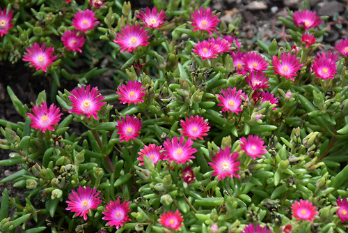 Ice Plant 'Dancing Ember' 1GPW