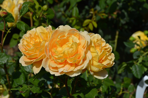 Rose 'Golden Celebration 3GDA