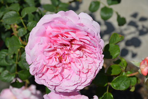 Rose SH 'P Alexandra Kent'3G David Austin