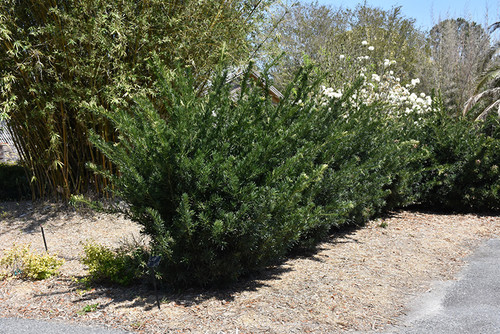 Podocarpus 'Pringles Dwarf' 1G