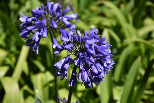 Agapanthus 'Ever Sapphire' 8in