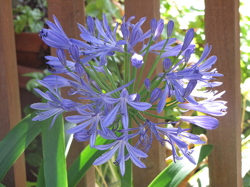 Agapanthus 'Peter Pan' 1G