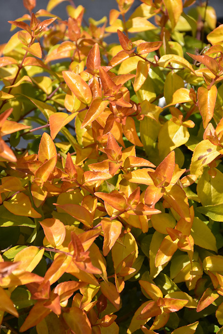 Abelia 'Peach Perfection' 2G