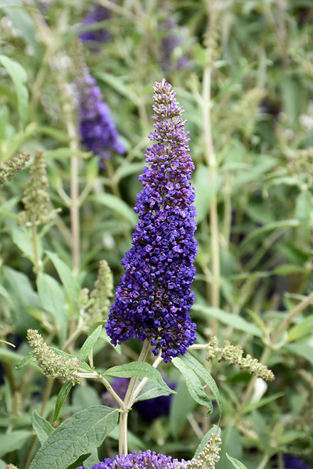 Butterfly Bush 'Black Knight2G