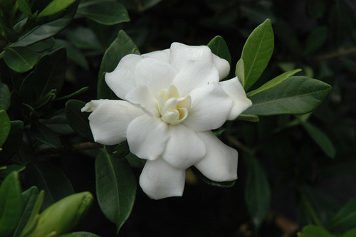 Gardenia 'Double Mint' 1G