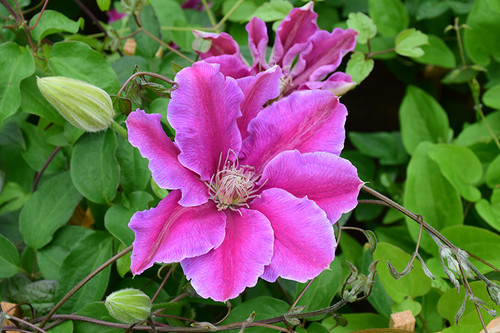 Clematis 'Dr. Ruppel' 3GT