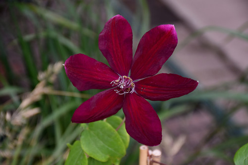 Clematis 'Westerplattei' 2G