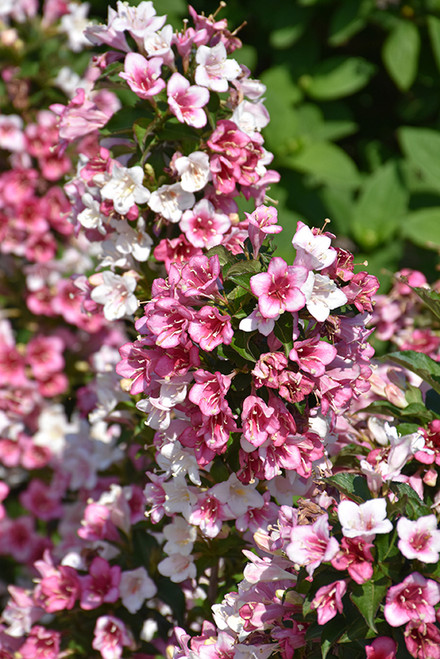 Weigela 'Czechmark Trilogy' 2P