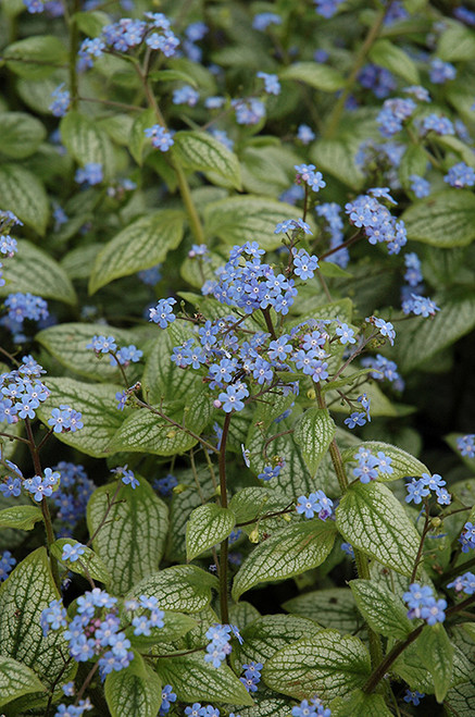 Brunnera 'Silver Heart' 1GRBN