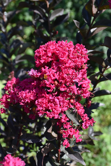 Crape Myrtle BD 'Mystic Mag 5G