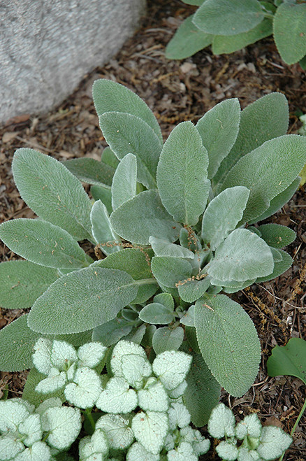 Lamb's Ear 'Fuzzy Wuzzy' 4in