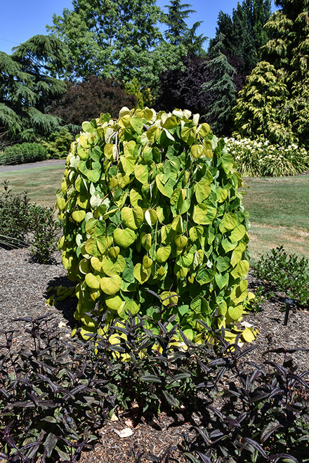 Redbud 'Golden Falls' 15G