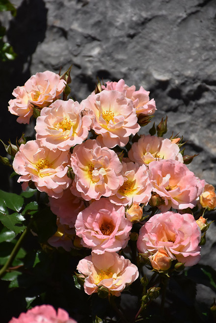 Rose GC Drift 'Peach' 3GTF