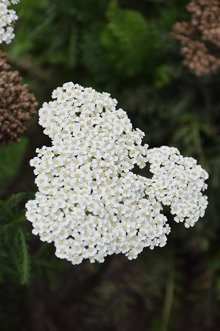 Achillea Firefly 'Diamond' 1GP