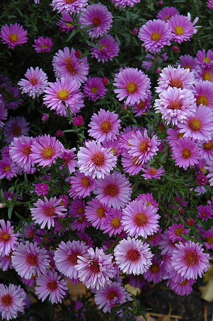 Aster 'Purple Dome'Qt