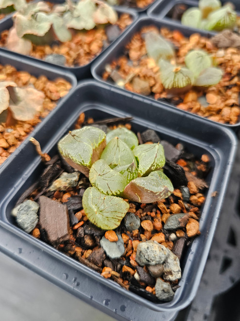 Haworthia 'Corn Poppy'