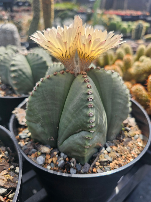 Astrophytum myriostigma var. Nudum Large