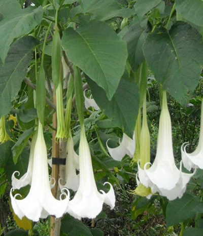 Angel Trumpet White 1G