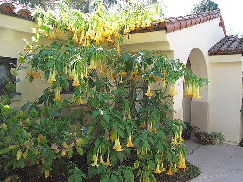 Angel Trumpet Golden Yellow 1G