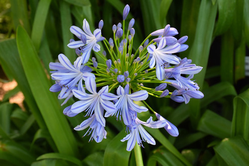 Agapanthus 'Barley Blue' 1G