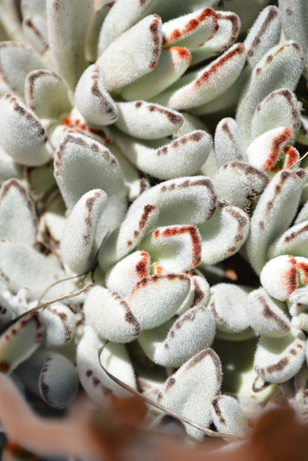 Kalanchoe tomentosa 2in Kalanchoe tomentosa 2in