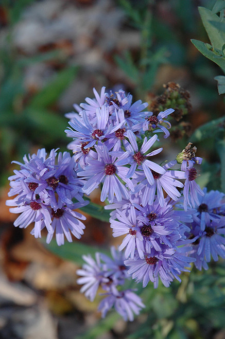 WP Smooth Aster Laevis