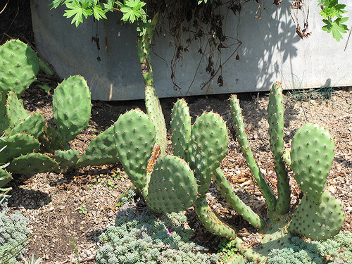 Opuntia basilaris 3g