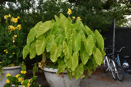 Elephant Ear 'Maui Gold' QT