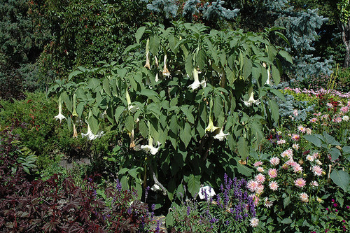 Angel Trumpet White 3G