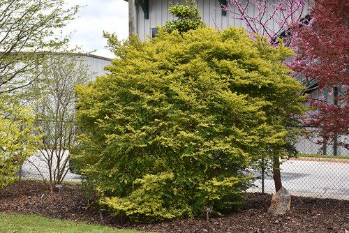 Ligustrum 'Sunshine' 1G