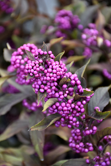 Beautyberry 'Pearl Glam' 3G