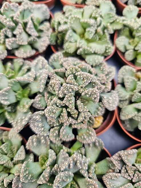 Titanopsis calcarea 2in