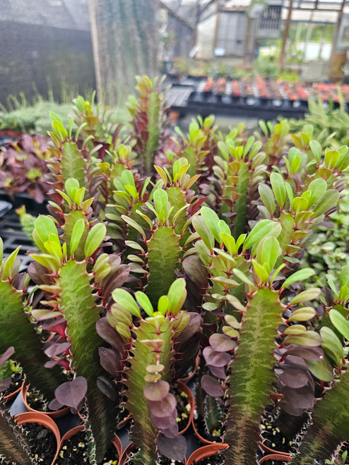 Euphorbia trigona 2in