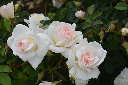 *Rose CLMG 'New Dawn' 3G