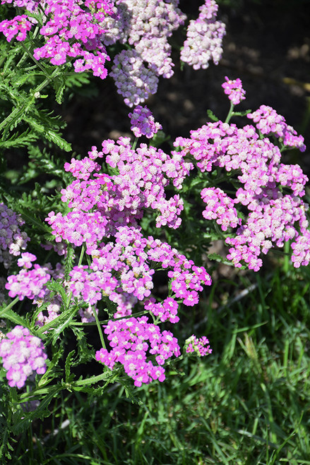Achillea Firefly 'Red Pop' 1GP