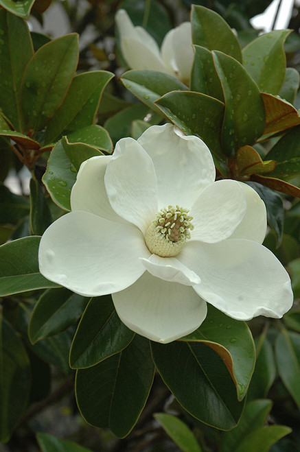 Magnolia 'Bracken's Brown' 7G