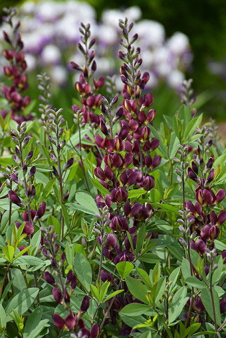Baptisia 'Grape Escape' 2G