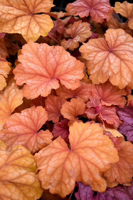 Heuchera 'High Hopes' 1G