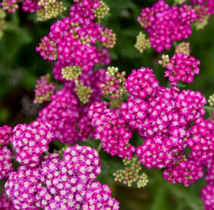 Achillea Firefly 'Fuchsia' 1GP