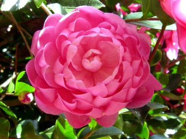 Camellia s. 'Susy Dirr' 3G