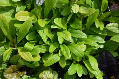 Ajuga 'Cordial Canary' 3.5in