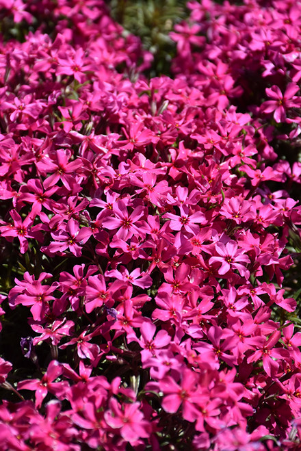 Creeping Phlox 'Scarlet FlamQT