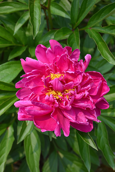 Peony 'Karl Rosenfield' 1G