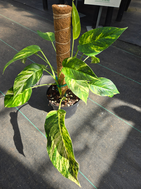 Epipremnum 'Yellow Flame' 6in