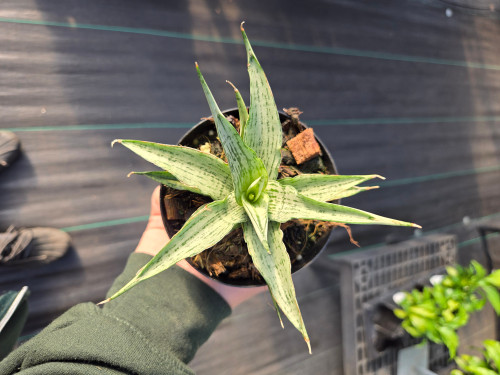 Sansevieria 'Himalaya' 4in